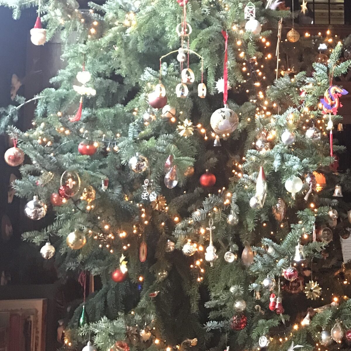 kerstboom KH 2025 overdag